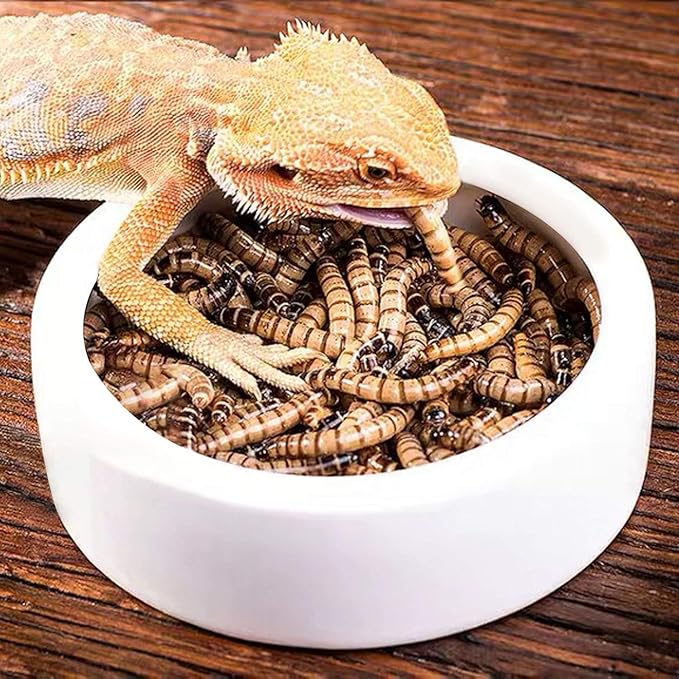 4 Pack Worm Dish Reptile Food Bowl, Ceramics Made, Lizard, Gecko Food Dish(3.7inch)