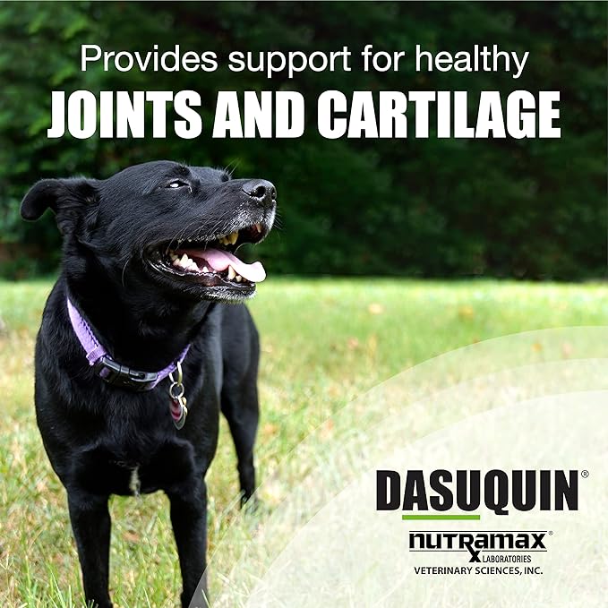 Nutramax Dasuquin Joint Health Supplement for Large Dogs - With Glucosamine, Chondroitin, ASU, Boswellia Serrata Extract, and Green Tea Extract, 84 Soft Chews