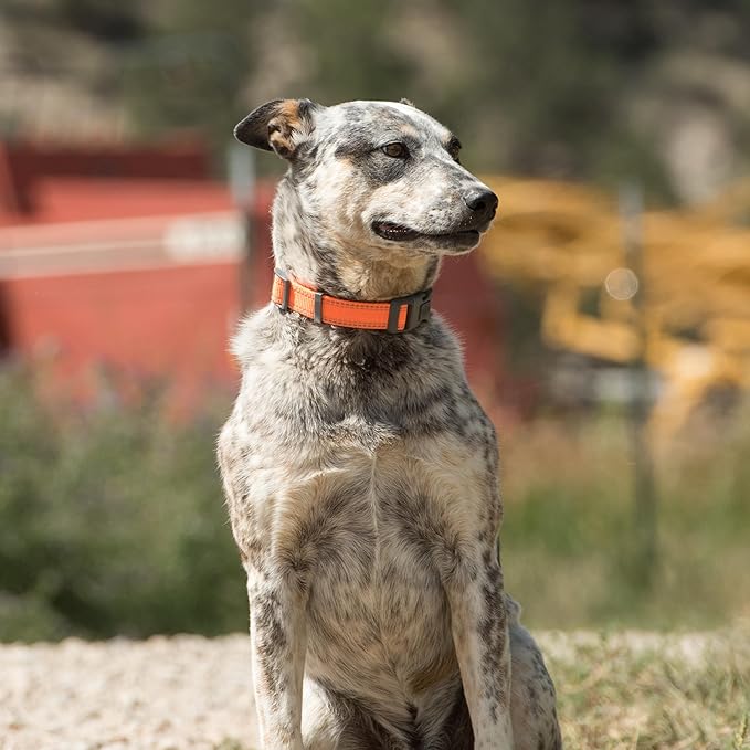 Browning Classic Preformance Webbing Pet Collar, Fully Adjustable, Available in Solid Colors and Camo Patterns, Safety Orange, Small