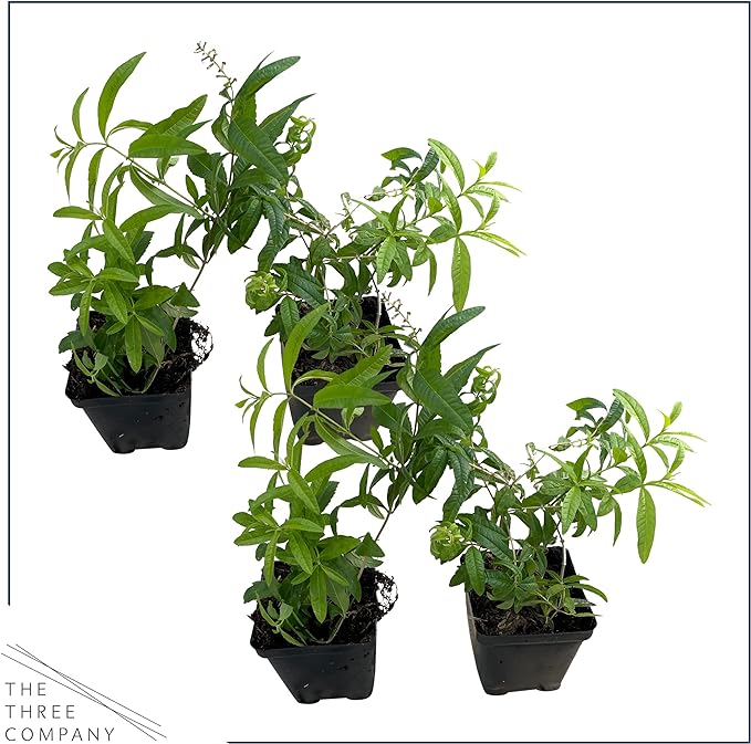 Live Aromatic and Healthy Herb - Lemon Verbena (4 Per Pack) - Naturally Improves Sleep Quality - 6" Tall by 4" Wide in 1 Pint Pot