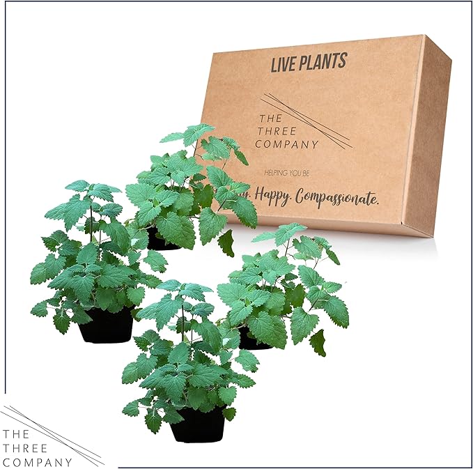 Live Catnip - Nepeta (4 Plants Per Pack) - Reduces Cat Stress and Anxiety - 8" Tall by 4" Wide in 1 Pt Pot