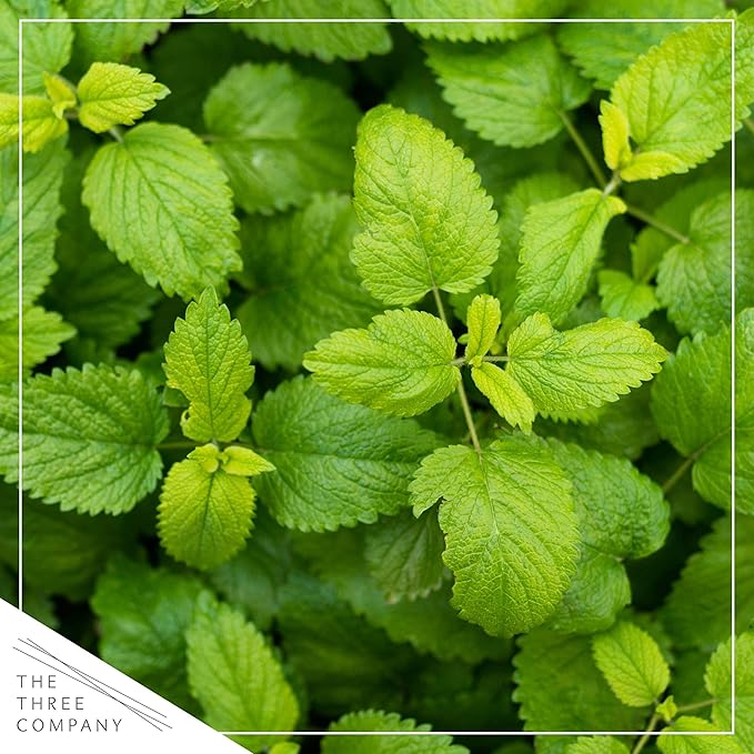 Live Aromatic and Healthy Herbs - Assorted Varieties (4 Per Pack) - Lemon Verbena, Eucalyptus, Mint, Lemon Balm - 6" Tall by 3" Wide in 1 Pint Pot