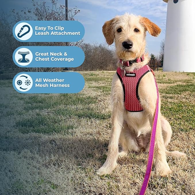 Voyager Step-in Air All Weather Mesh Harness and Reflective Dog 5 ft Leash Combo with Neoprene Handle, for Small, Medium and Large Breed Puppies by Best Pet Supplies - Fuchsia (2-Tone), XL