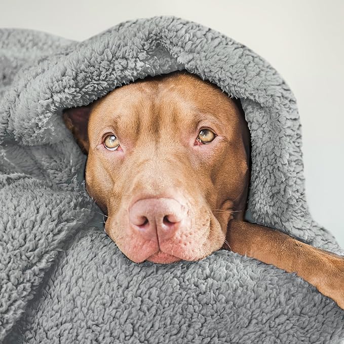 furrybaby Dog Blanket Soft Dog Blankets for Small Dogs Puppy Essentials Washable Fluffy Sherpa Fleece Cat Blanket 24x32 Inches for Bed Furniture Couch Sofa (Double-Layer Small, Grey)