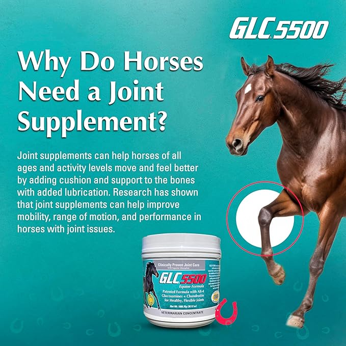 GLC 5500 Equine Formula - Glucosamine Chondroitin Joint Supplement for Horses - with All Four Types of Glucosamine for Healthy, Flexible Joints - 100% Pure Powder Concentrate - 38.12oz, 90 Day Supply