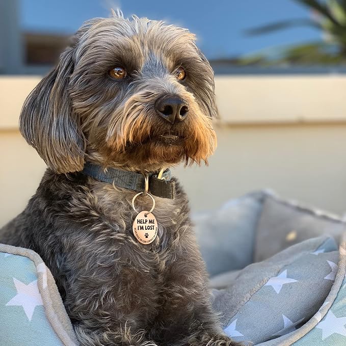 MYLUCKYTAG Stainless Steel QR Code Pet ID Tags Cat Tags - Pet Online Profile - Scan QR Receive Instant Pet Location Alert Email