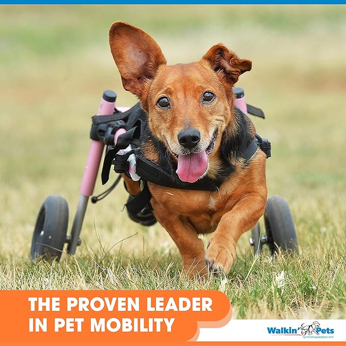 Walkin' Wheels Small Dog Wheelchair, Lightweight Dog Wheelchair for Back Legs, 15-25 lbs, for 6-8 inches Leg Height - Blue