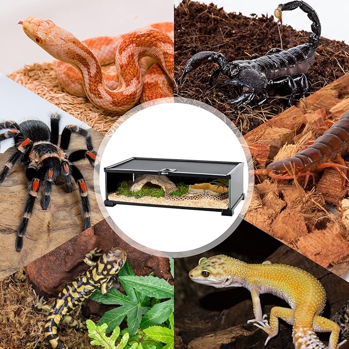 REPTIZOO Small Reptile Tank 20" x 12" x 6" Glass Reptile Terrarium with Top Feeding Reptile Habitat for Reptile Amphibians Snake Spider