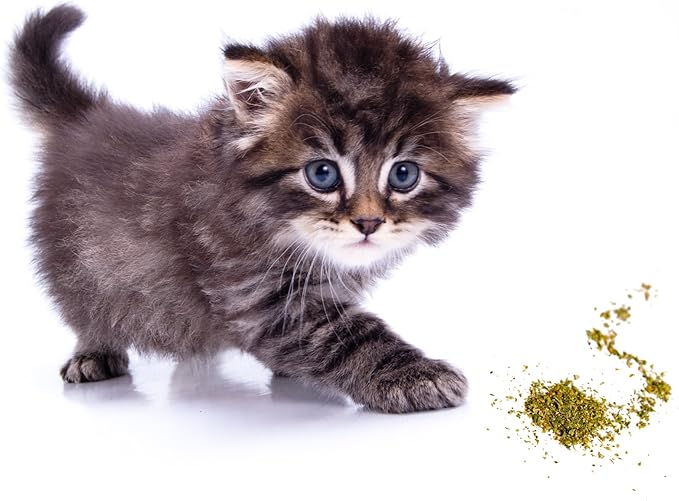 Organic Catnip by Cat Kush, Safe Premium Blend Perfect for Cats, Instilled with Maximized Potency your Kitty is Guaranteed to Go Crazy for! (1 Cup)