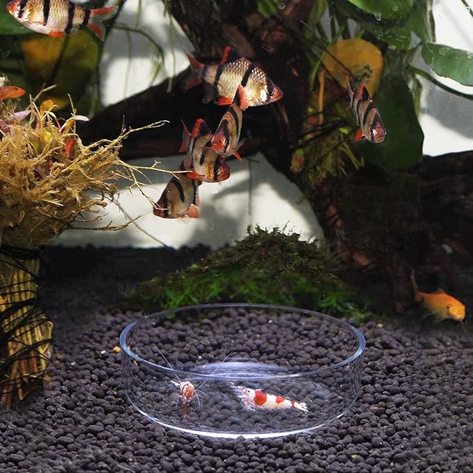 WEAVERBIRD 60mm Aquarium Shrimp Feeder Dish Glass Fish Tank Feeding Bowls Round Clear Dishes Tray