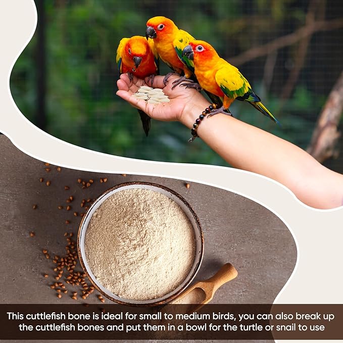 50 Pcs Cuttlebone for Birds Chewing Cuttlefish Bone for Sharp Beaks Birds Calcium Natural Cuttlebone for Birds, Tortoises, Snails, Reptiles, Cockatiels