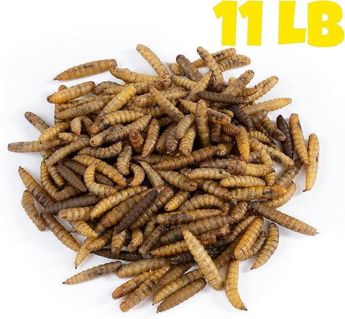 Dried Black Soldier Fly Larvae (11 lbs) - More Calcium Than Mealworms - Treats for Chickens, Wild Birds, & Reptiles