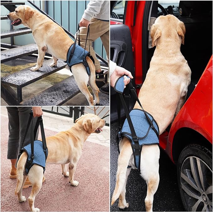 Dotoner Dog Sling for Large Dogs Hind Leg Support to Help Rehabilitate The Hind Limbs of Elderly Dogs with Weak Hind Legs Disabilities and Injuries Dog Harness Helps Arthritis ACL Recovery（M,Blue）