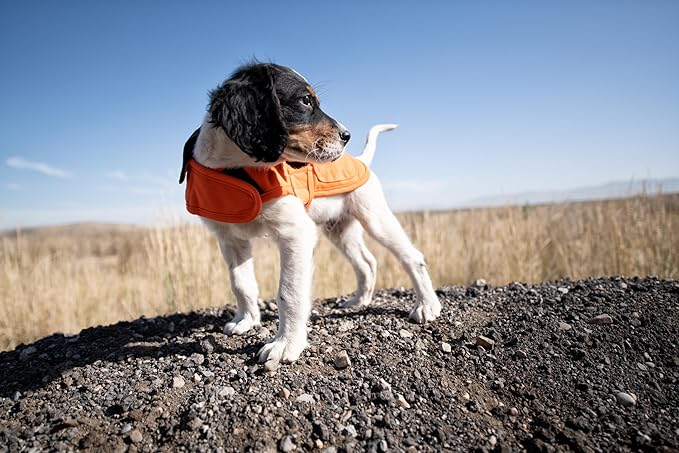 Carhartt Firm Duck Insulated Dog Chore Coat Hunter Orange/Brass, Small