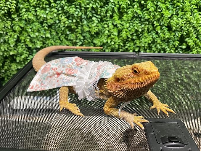 Lizard Dress for Bearded Dragon - Handmade Cotton Tutu Skirt with Lace Princess Sundress Halloween Costume Photo Cosplay Party for Reptile Lizard Bearded Dragon Crested Gecko Chameleon (M, Pink)