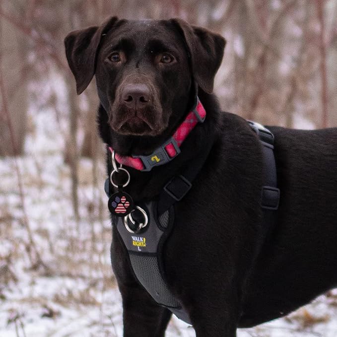 MYLUCKYTAG QR Code Pet ID Tags Dog Tags - Pet Online Profile - Scan QR Receive Instant Pet Location Alert Email