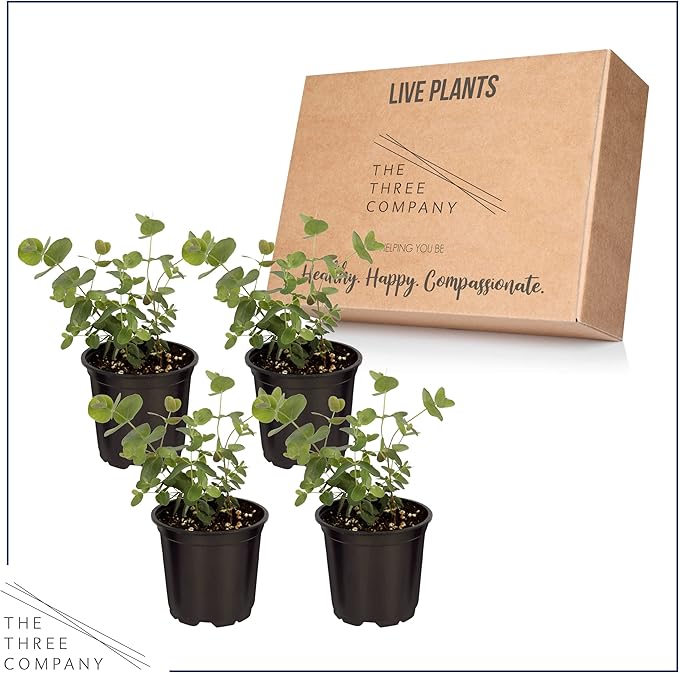 Live Aromatic and Healthy Herb - Eucalyptus (4 Per Pack) - Assorted Varieties, Natural Air Purifier, 10" Tall by 3" Wide