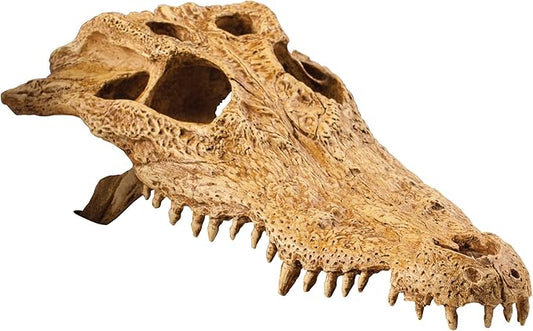 Exo Terra Terrarium Decor Croc Skull LQ, for Reptile and Amphibians