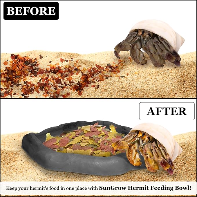 SunGrow Hermit Crab Water Bowl and Bathing Pool, 5 x 5.5 Inches, Reptile Food Bowl and Hermit Crab Supplies, Water Dish and Climber, Charcoal Color, 1 Pc/Pack