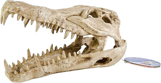 Penn-Plax Crocodile Skull Animal Resin Ornament, Safe for Saltwater and Freshwater Aquaruims (RR1065)
