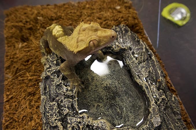 Komodo Habitat Rock Bowl Medium |Natural Looking Decorative Food & Water Dish | Ideal for Short Legged Species |