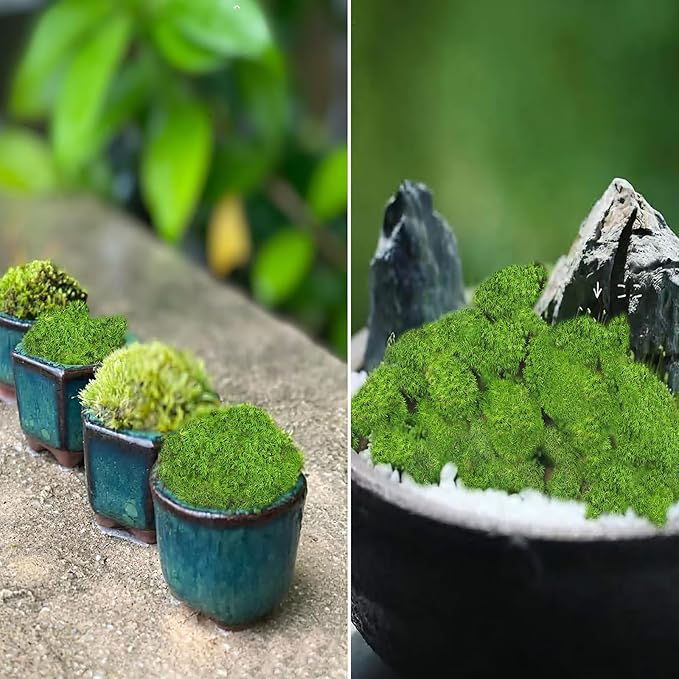 FAICOIA Preserved Pillow Moss Bulk Green Moss Balls for Bowls Natural Green Decorative 0.45 sq.ft Preserved Pole Moss Pillow for Wall Art Terrariums Crafts Fairy Gardens Pot Plants Easter Table Decor