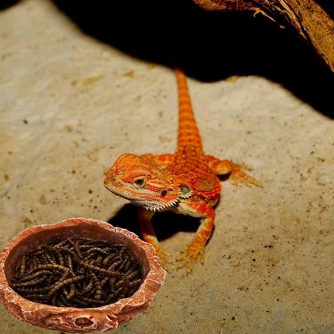 Small Reptile Water Dish Food Bowls, 2 Pack Reptile Feeding Dish for Hermit Crab Bearded Dragon Lizard Leopard Gecko Tortoise Frog