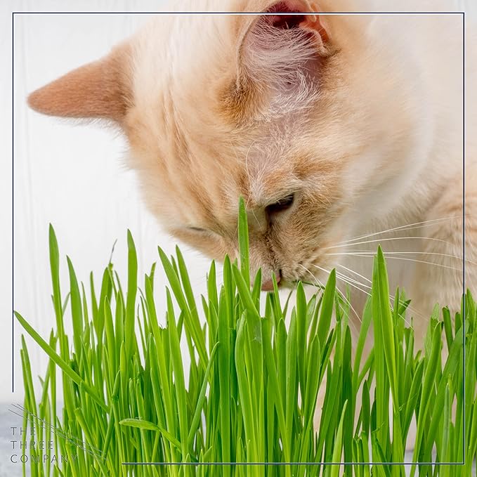 Live Wheatgrass (4 Plants Per Pack) - Great for Pet Health - 6" Tall by 4" Wide in 1 Pt Pot