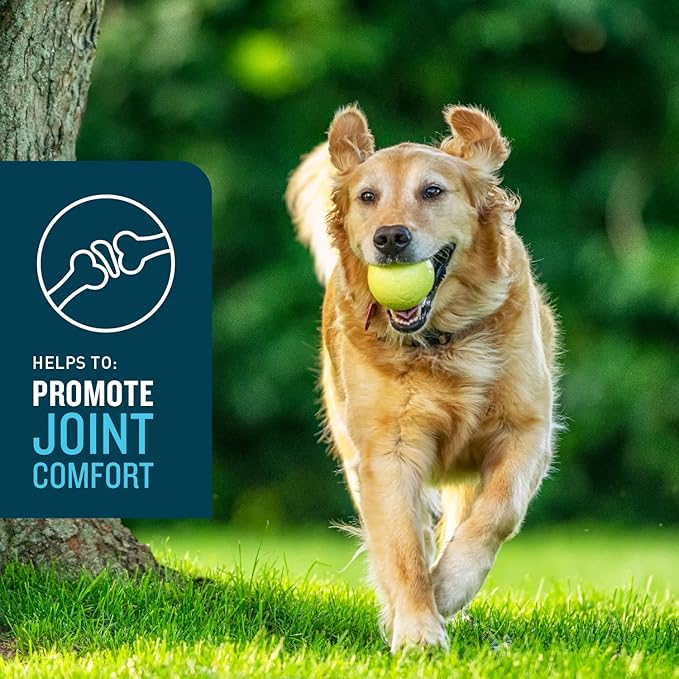 VetIQ Advanced Hip & Joint Chews For Dogs, 60 Count, Chicken Flavored Supplements Made with Glucosamine, Omega 3’s, Chondroitin, MSM, and Green Lipped Mussel, Increases Mobility and Maintains Muscles