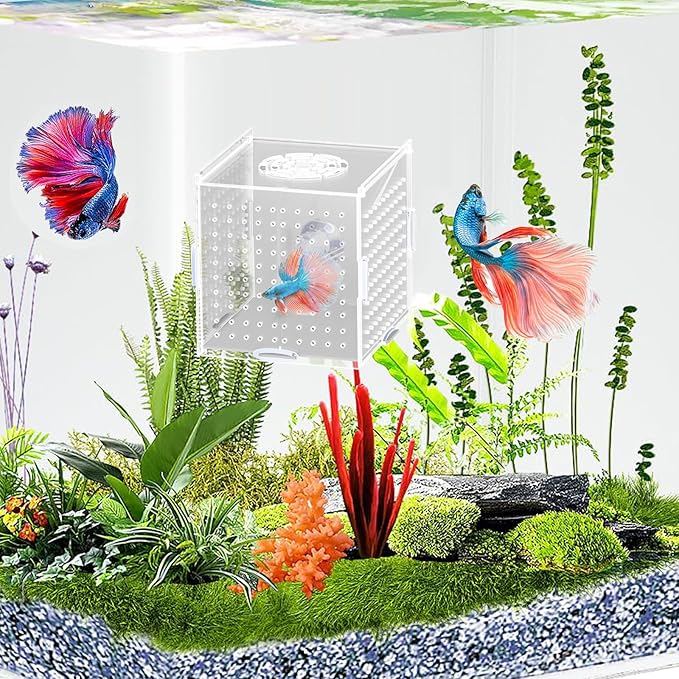 Acrylic Fish Breeding Box, Transparent Fish Isolation Box, Fish Separator for Aquarium, Hatchery Incubator with Suction Cups for Guppy Shrimp Clownfish African Cichlids (5.9 * 5.9 * 5.9inch)