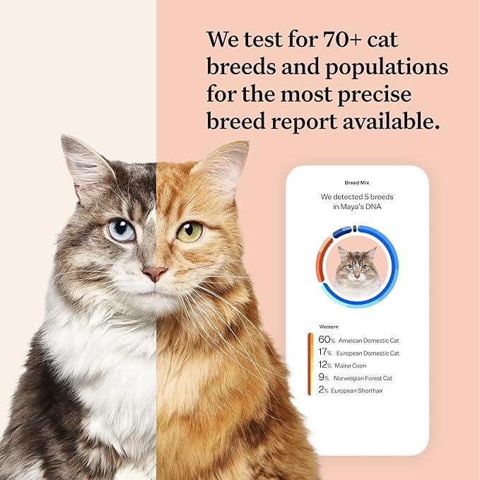 Wisdom Panel Complete: Comprehensive Cat DNA Test kit for 45 Health Genetic Health Conditions, 70+ Breeds and populations, 25+ Traits, Blood Type - 2 Pack