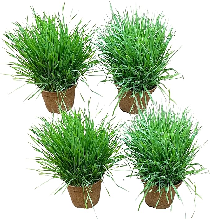 Live Wheatgrass (4 Plants Per Pack) - Great for Pet Health - 6" Tall by 4" Wide in 1 Pt Pot
