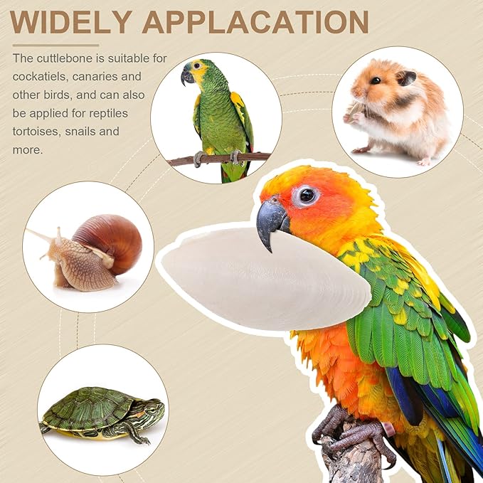Fabbay 80 Pcs 3.54-4.33 Cuttlebone for Birds Cuttlefish Bone Bulk Parakeets Canaries Mynah Natural Cuttlebone for Reptile Tortoise Turtles Lovebirds Toucans Reptiles Snails