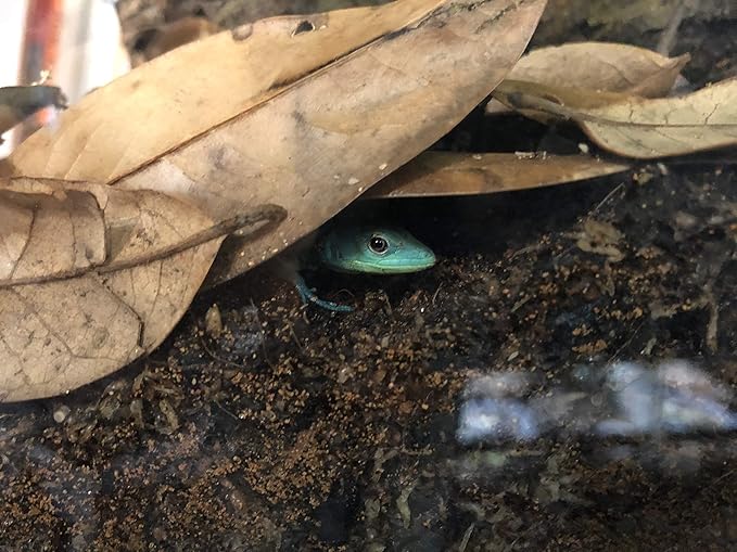 Josh's Frogs BioBedding Tropical Bioactive Substrate (10 quarts)