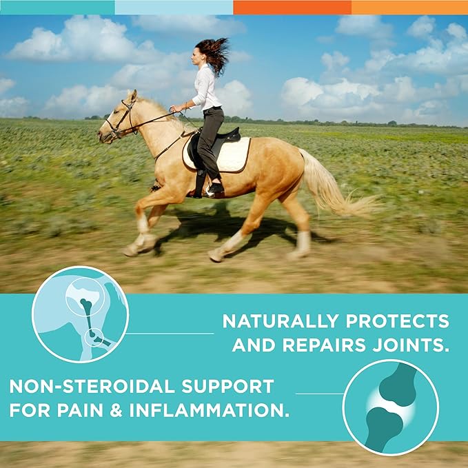 RJX for Horses - Triple Strength Glucosamine, Chondroitin, and MSM. Joint Supplement. Powder. 54 OZ