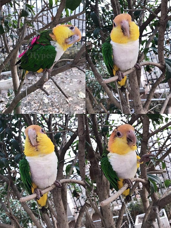 Bonaweite 2 Pack Adjustable Harness Leash, Pet Birds Nylon Anti-bite Training Hraness Outside Walk for Parrot African Grey Cockatoo Macaw Ringneck Parakeet Cockatiel Reptile Lizar