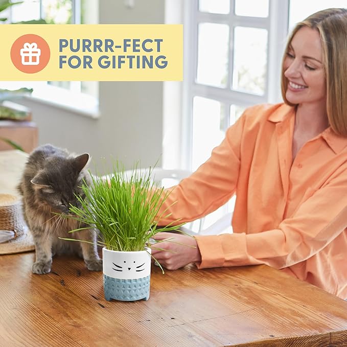 The Cat Ladies Cat Grass for Indoor Cats, Cat Grass Growing Kit with Organic Cat Grass Seed Mix, Soil and Ceramic Cat Planter, Pet Grass for Cats, Natural Hairball Remedy, Cat Gifts