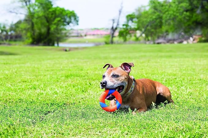 Chuckit! Ultra Squeaker Ring Dog Toy, Outdoor Fetch and Chase Toy for All Breed Sizes, multi-color