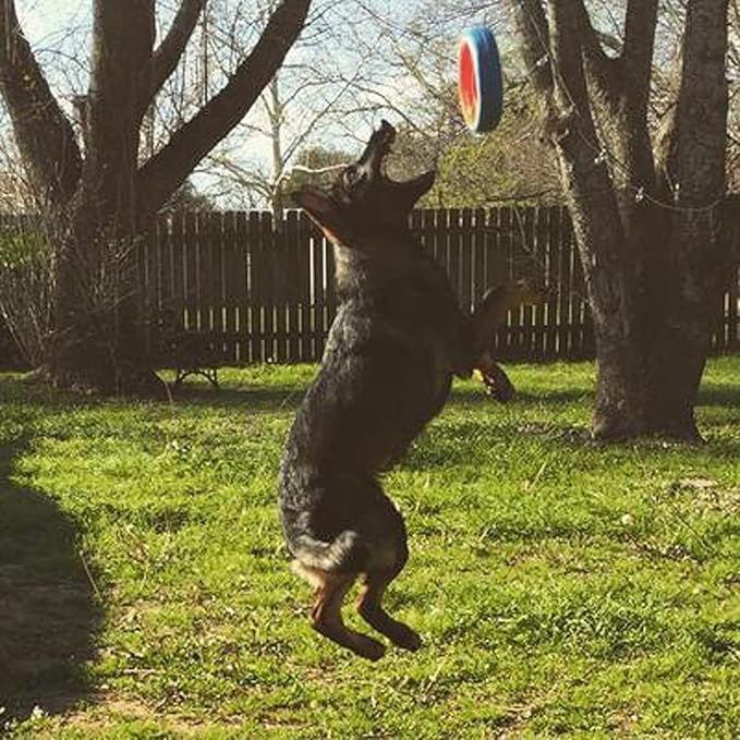 Chuckit! Fetch Wheel, Large Outdoor Dog Toy (Pack of 5)