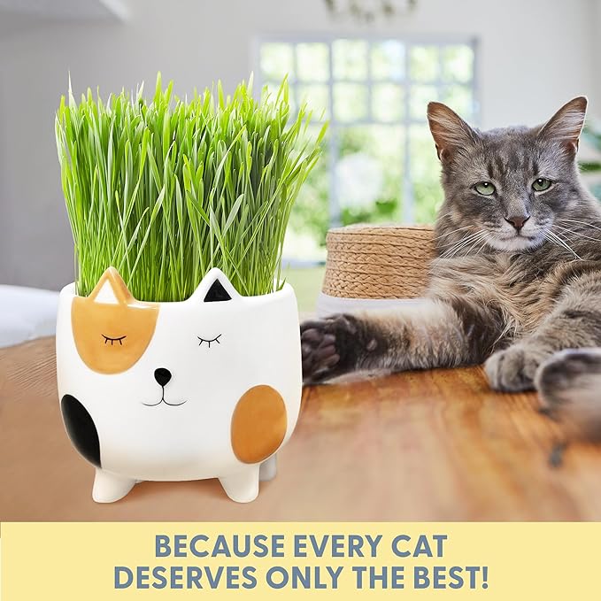 The Cat Ladies Cat Grass for Indoor Cats, Cat Grass Growing Kit with Organic Cat Grass Seed Mix, Soil and Ceramic Cat Planter, Pet Grass for Cats, Natural Hairball Remedy, Cat Gifts