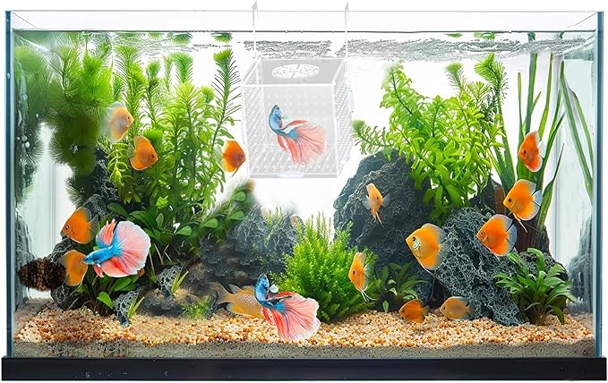 Acrylic Fish Breeding Box, Transparent Fish Isolation Box, Fish Separator for Aquarium, Hatchery Incubator with Suction Cups for Guppy Shrimp Clownfish African Cichlids (5.9 * 5.9 * 5.9inch)