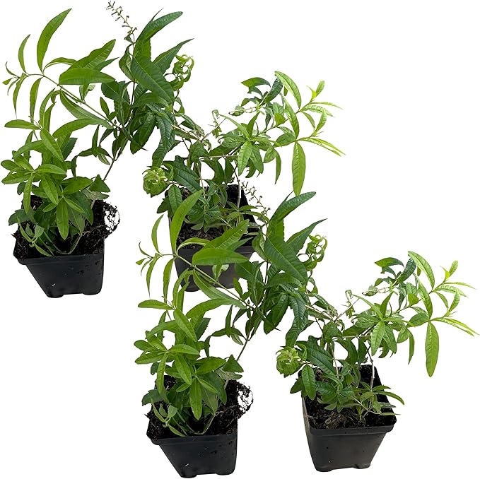 Live Aromatic and Healthy Herb - Lemon Verbena (4 Per Pack) - Naturally Improves Sleep Quality - 6" Tall by 4" Wide in 1 Pint Pot