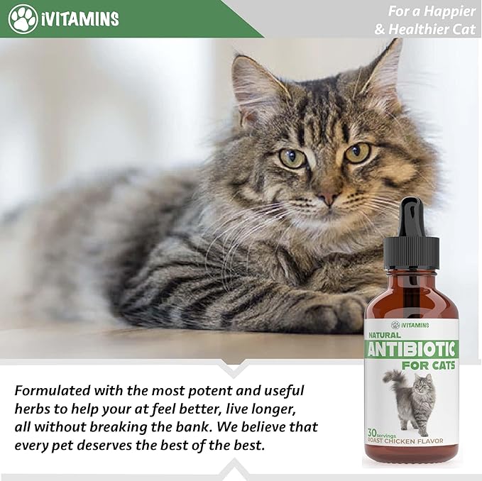 Natural Alternative Cat Antibiotic | Cat Antibiotics | Antibiotics for Cats | Antibiotic for Cats | Cat Antibiotics for UTI | Cat UTI | Cat UTI Treatment | Cat UTI Antibiotics | 1 fl oz (1)