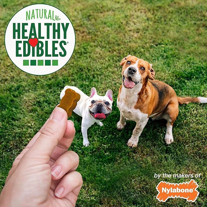 Nylabone 3 Pack of Peanut Butter Flavor Natural Healthy Edibles Chewy Bites, 12 Ounces Each, Grain-Free, Made in The USA