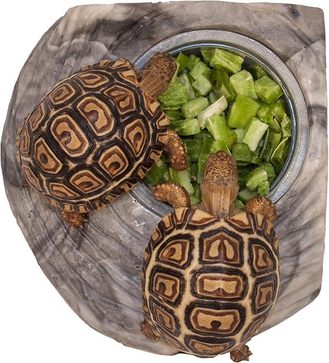 Tortoise Treat Cactus 0.25-Ounce (7.1 Grams) Jar | Freeze Dried Reptile Food | Tortoise Food