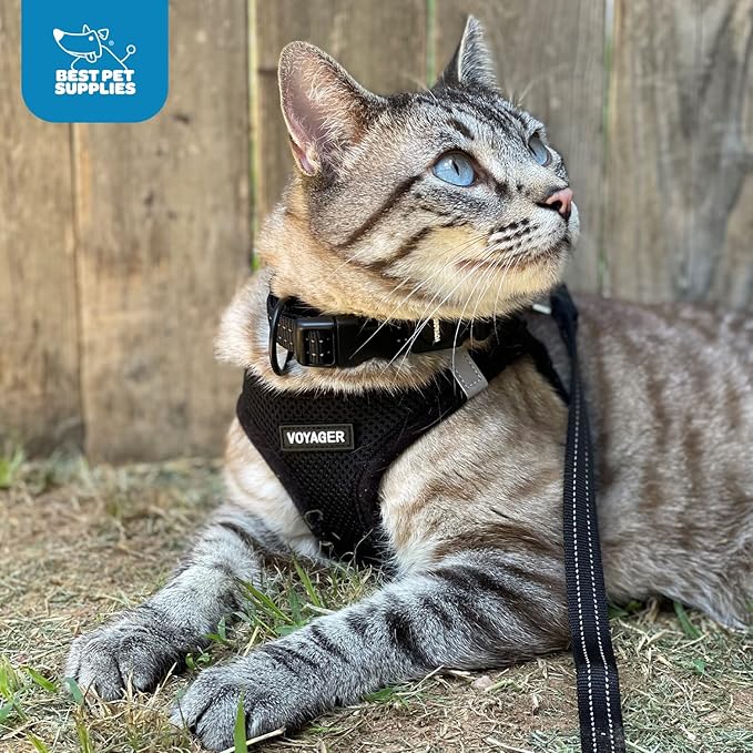 Voyager Step-in Air Cat Harness - All Weather Mesh Step in Vest Harness for Small and Medium Cats by Best Pet Supplies - Harness (Black), XXXS (Chest: 9.5-10.5")