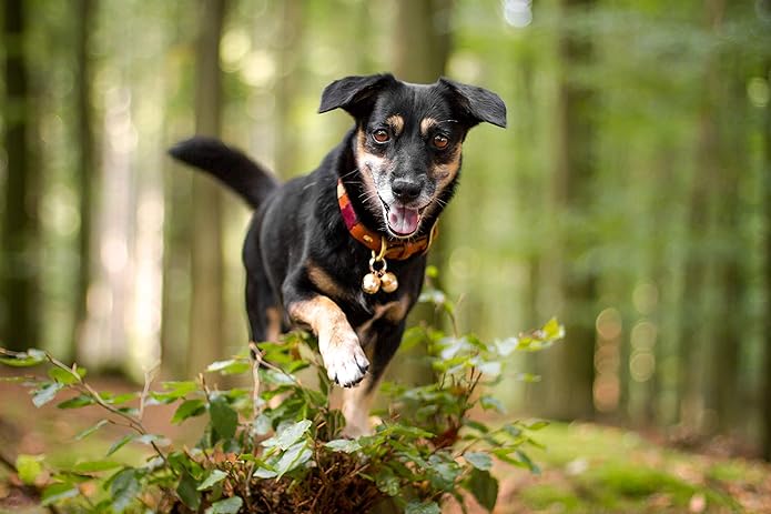 Beau's Bells 2 Extra Loud Cat & Dog Bells | Pet Tracker | Save Birds & Wildlife | Luxury Handmade Copper