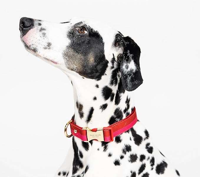 Kate Spade New York Cute Dog Collar, Gold Metal Buckle Dog Collar, 15.5" to 24" Adjustable Dog Collar for Female or Male Dogs, Stylish Dog Collar for Medium and Large Breeds (Red and Pink)