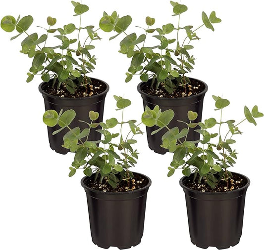 Live Aromatic and Healthy Herb - Eucalyptus (4 Per Pack) - Assorted Varieties, Natural Air Purifier, 10" Tall by 3" Wide