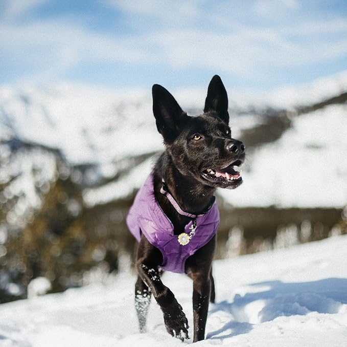 Kurgo Dog Jacket | Reversible Winter Coat for Dogs | Fleece Vest for Pets | Reflective | Wear with Harness | Water Resistant Loft Jacket | For Small Medium Large Pets | Purple/Grey, Large